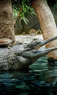 Evil Golden Turtle Python Game