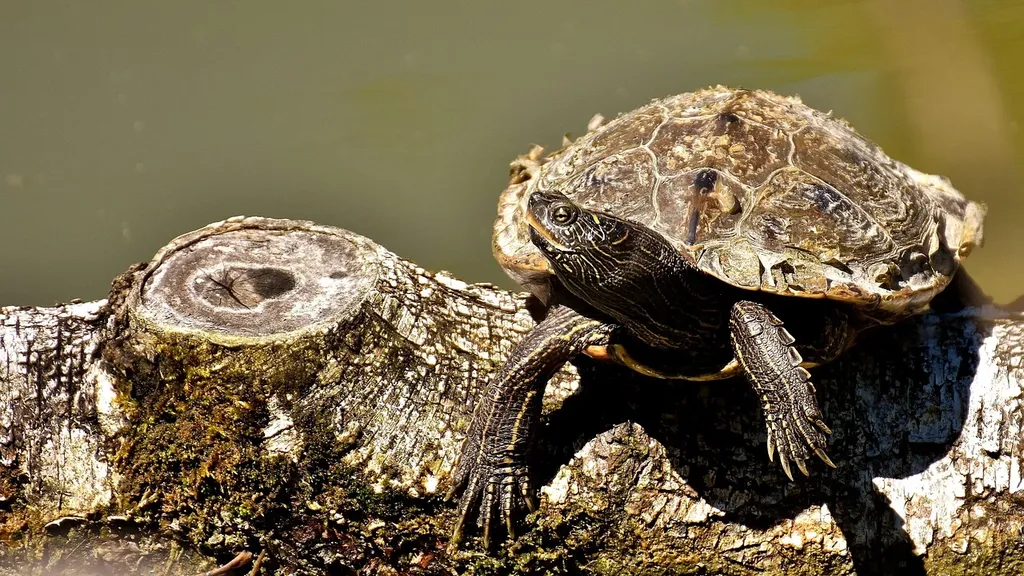 turtle.TurtleGraphicsError: There is no shape named Turtle