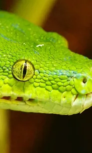 Valentine’s Day Python Special Code
