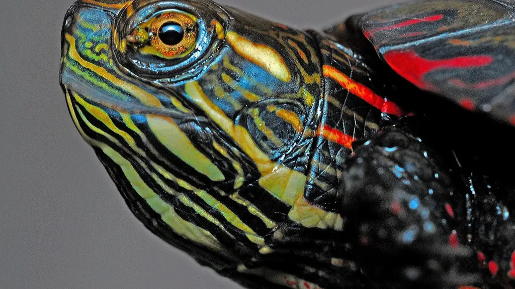 AttributeError: 'Turtle' object has no attribute 'colormode'