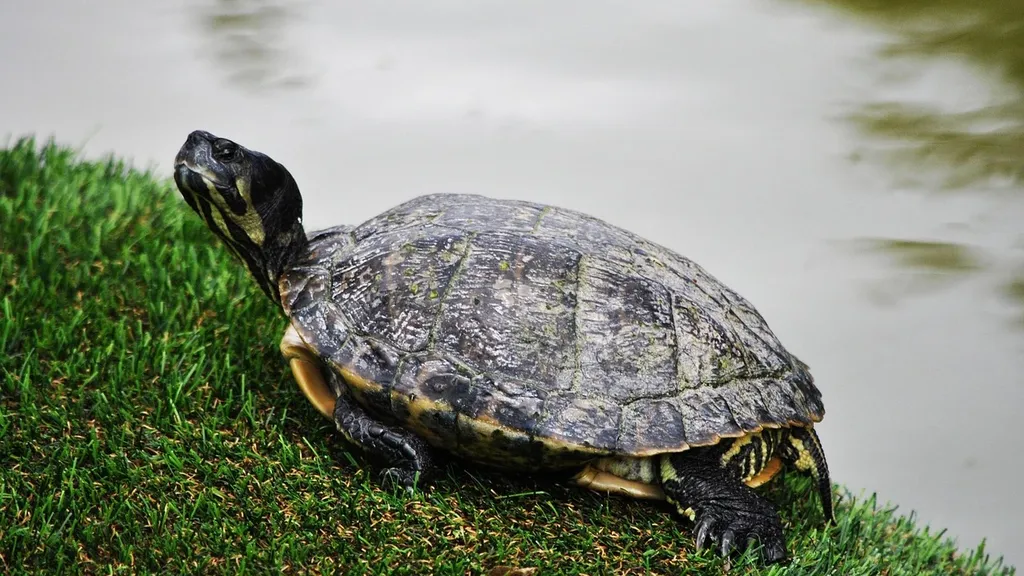AttributeError: 'Turtle' object has no attribute 'exitonclick'