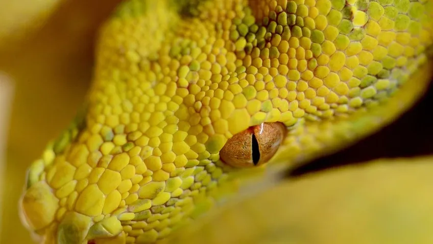 Jai Shree Ram Python Code
