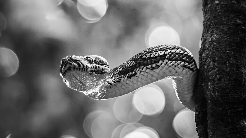 Holi Special Python Code