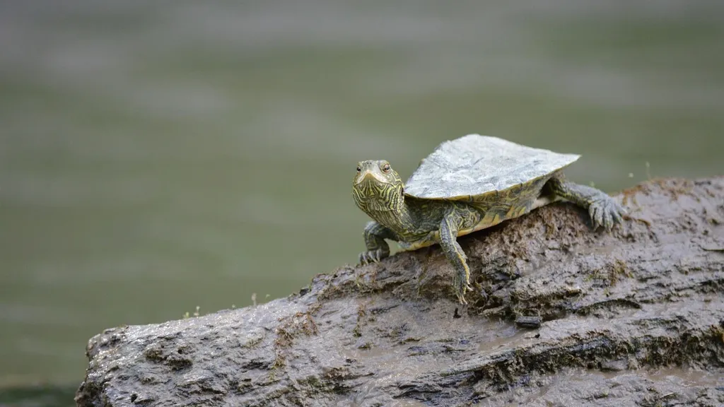 How To Draw dashed Line In Turtle