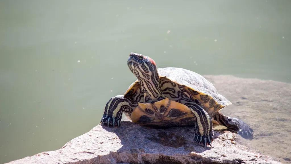 AttributeError: partially initialized module 'turtle' has no attribute 'Turtle' (most likely due to a circular import)